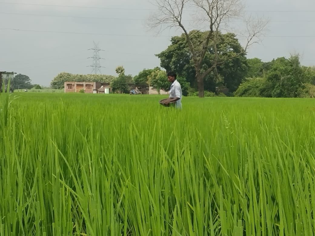 To save the withering crop, the farmers exerted their strength