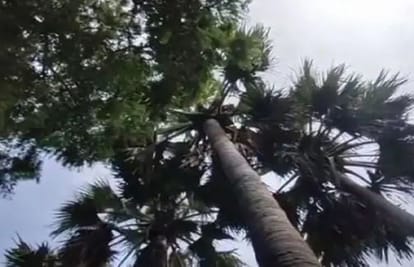 man living on palm tree in mau from last month police failed to take it off