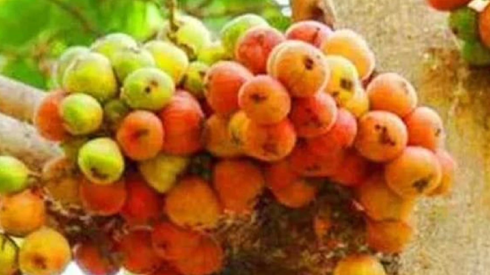 Prime Minister Narendra Modi s Mann Ki Baat Bedu Himalayan fig which is called mountain fig