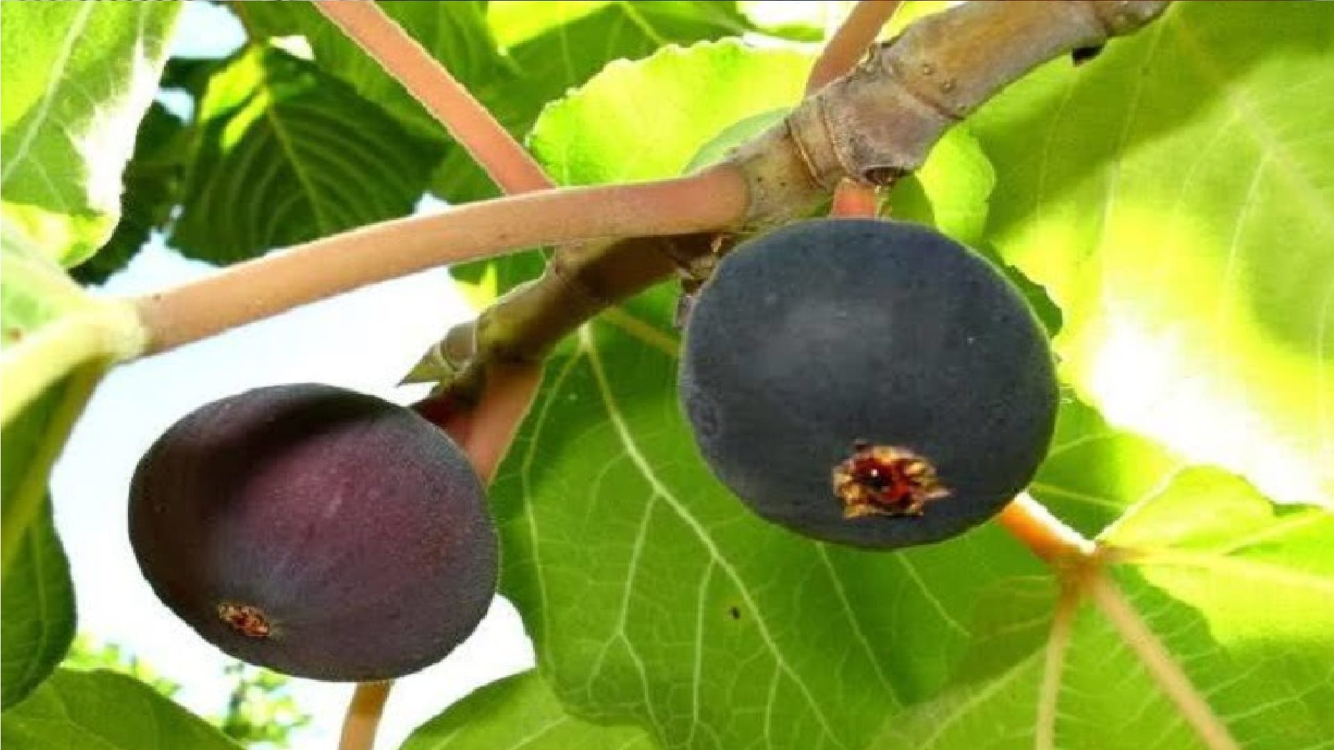 Prime Minister Narendra Modi s Mann Ki Baat Bedu Himalayan fig which is called mountain fig