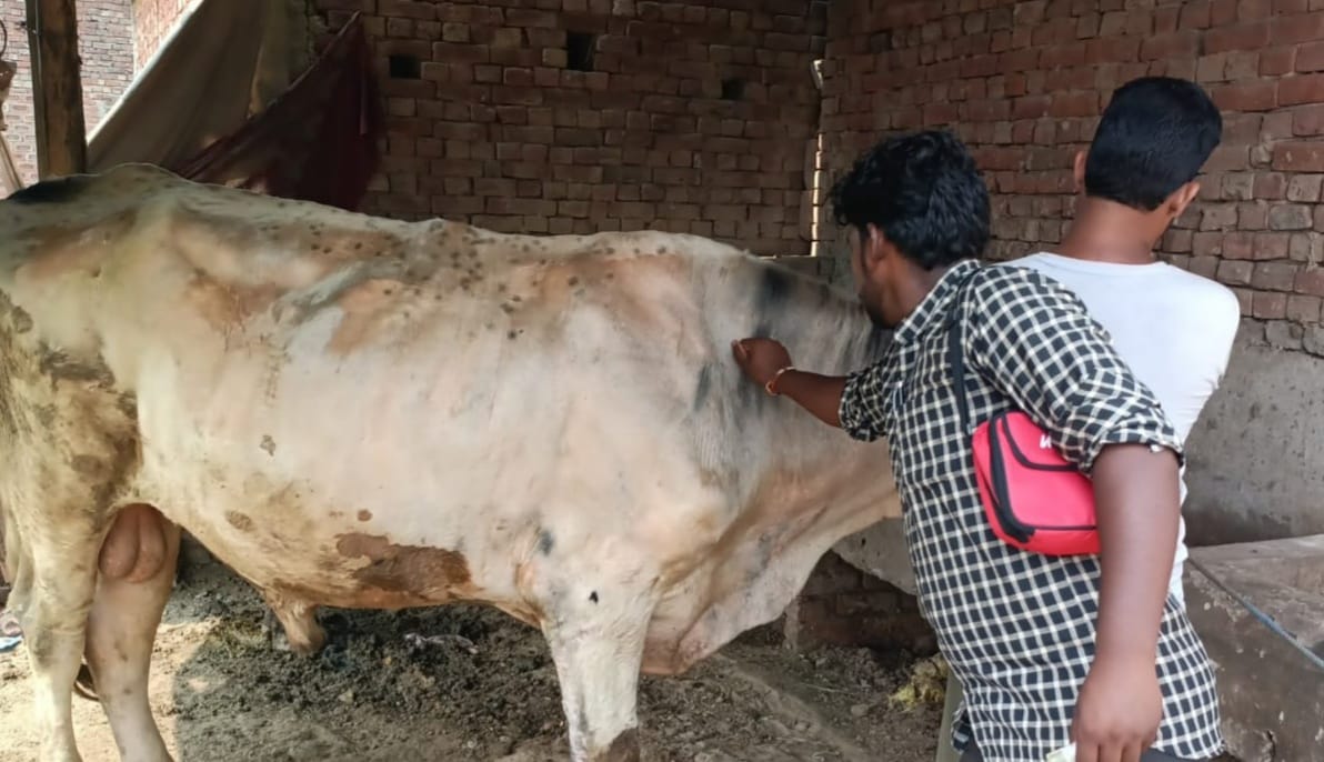 New cases of lumpi found in 33 villages, death of two cows