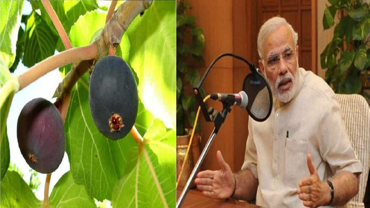 Prime Minister Narendra Modi s Mann Ki Baat Bedu Himalayan fig which is called mountain fig