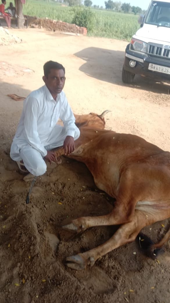 33 animals died in a day due to lumpy in the district