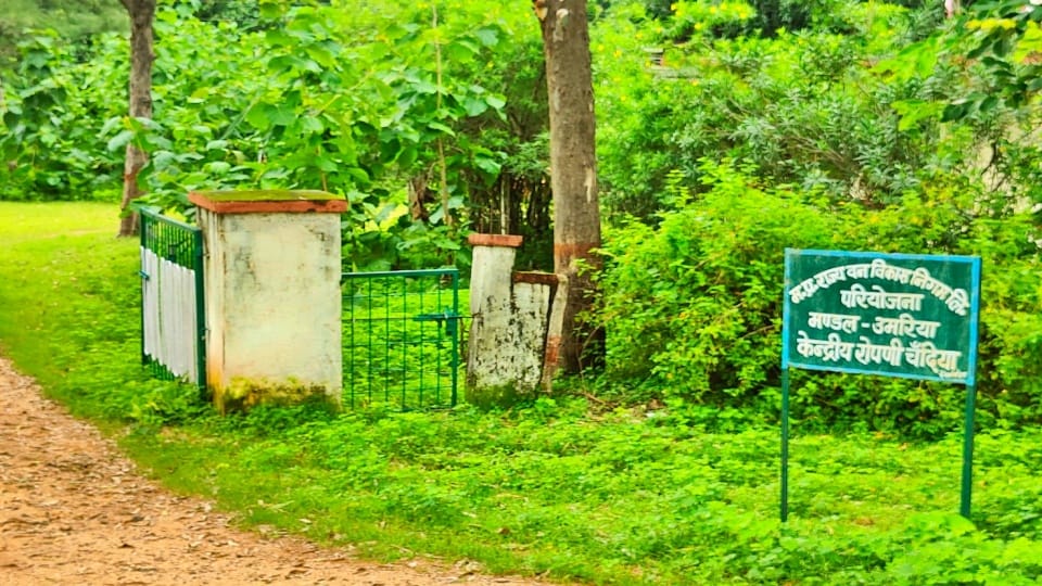 Planting work in the forest department affected due to transformer failure in Umaria