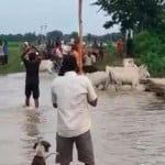 सतना में गायों को पीट-पीटकर नदी में कूदने के लिए मजबूर किया गया।