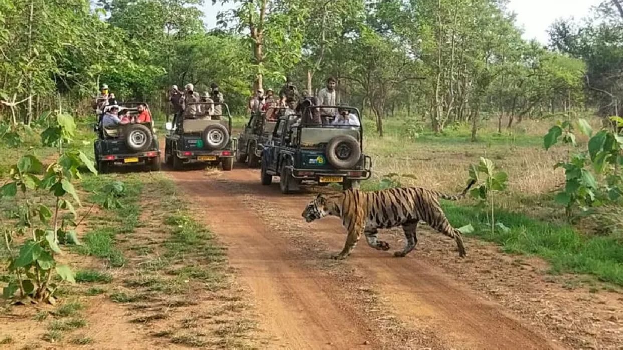 Good News! Get ready for the sighting of tigers, National Park will open from October 1, online booking starte