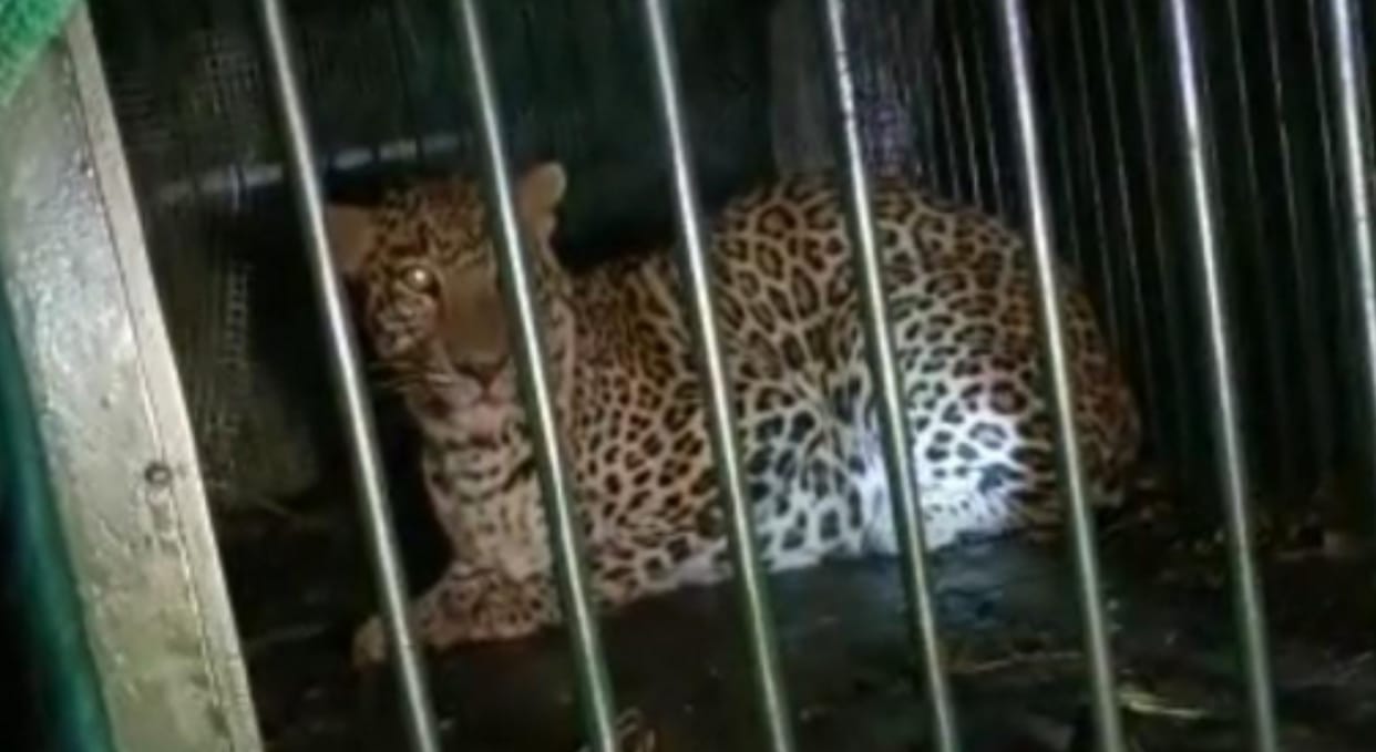 Ayodhya News : Leopard imprisoned in forest department's cage, preparing to release in forest