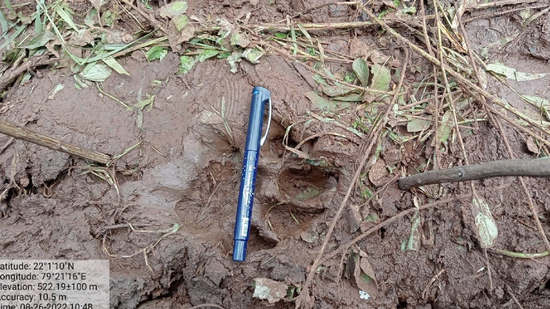 The tigress, looking for the cub in Chhindwara, hunted the cow, few days ago the child had fallen in the well