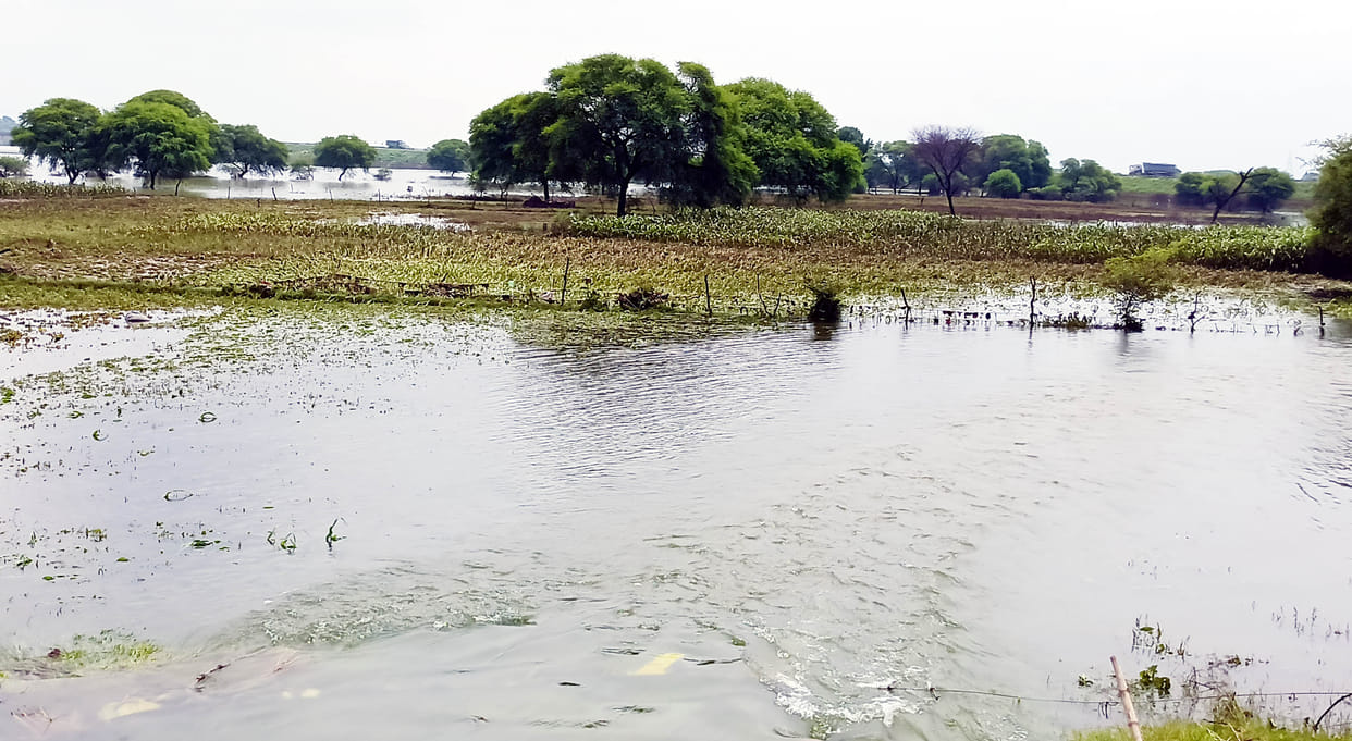 Hamirpur: 11334 hectares of crops destroyed in 103 villages