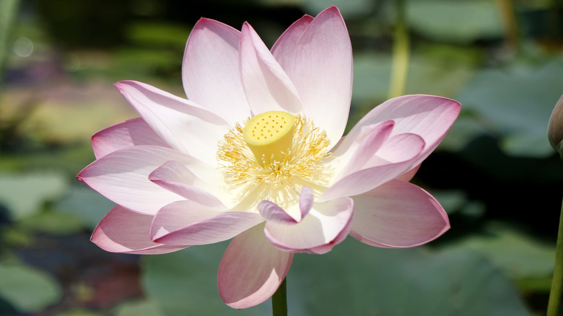 Lotus flowers bloom in floating lotus garden in Dal lake Srinagar