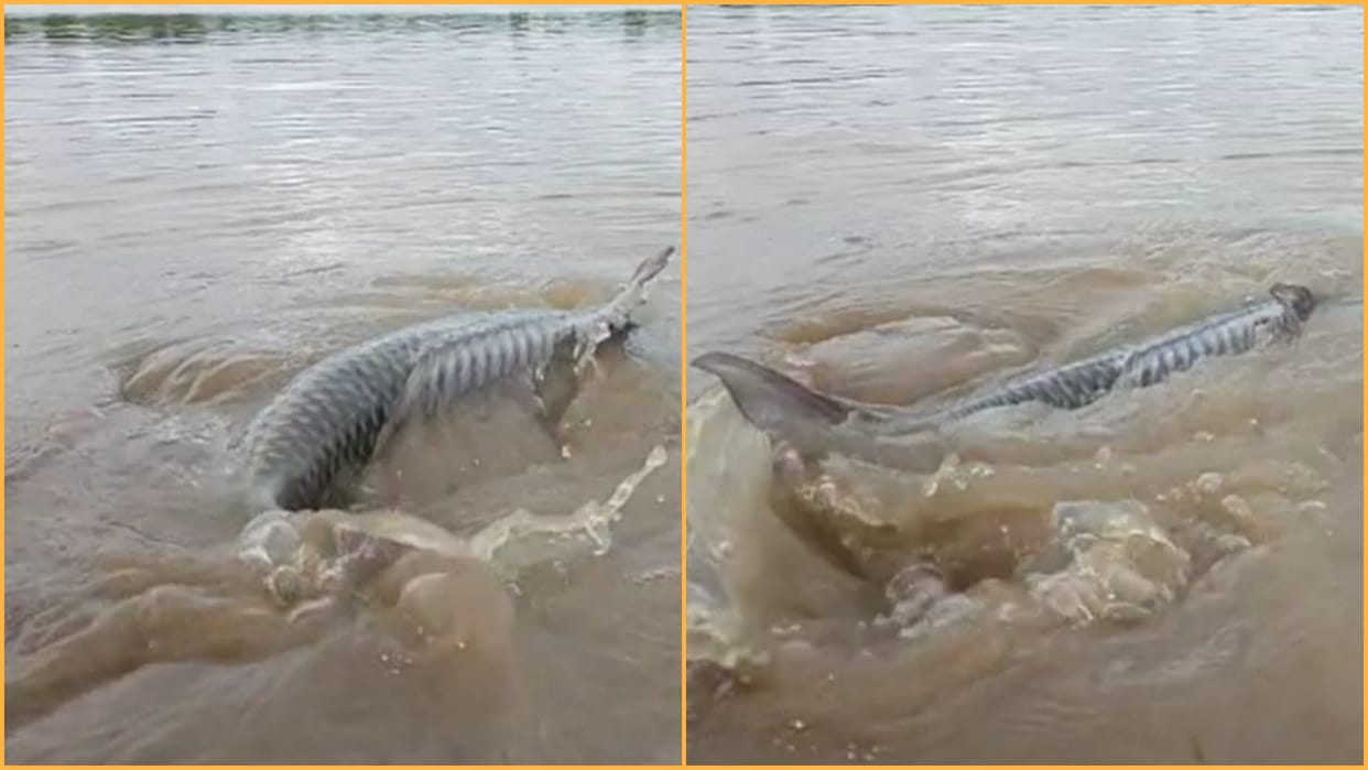 Giant fish seen in Chambal river in Karauli video goes viral