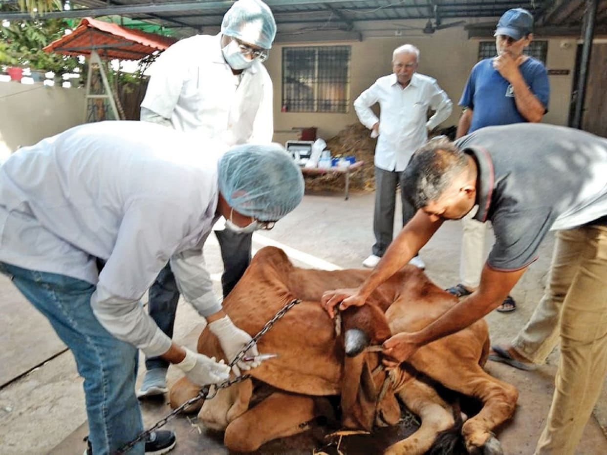 Lampi Virus: Preparation for the vaccination campaign, 5.8 crore doses are being made every month