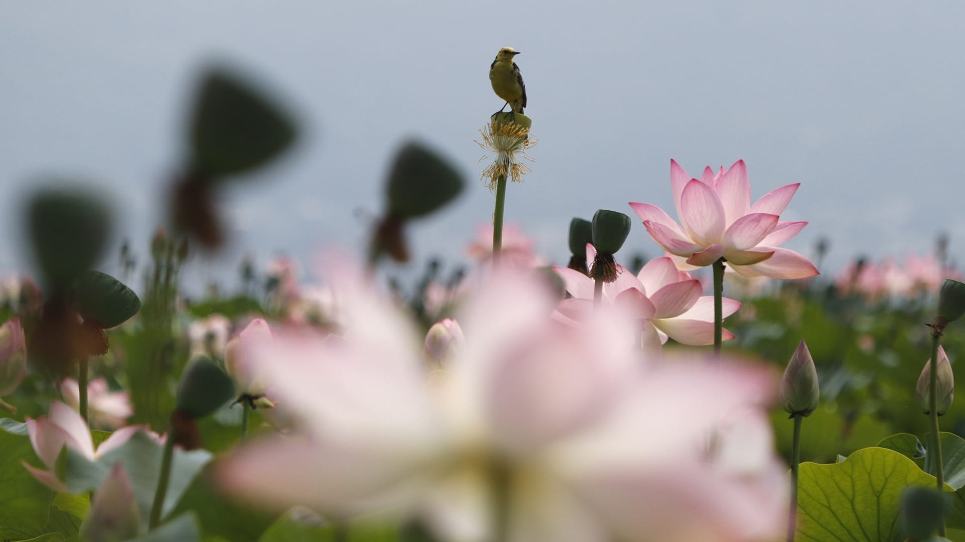 Lotus flowers bloom in floating lotus garden in Dal lake Srinagar