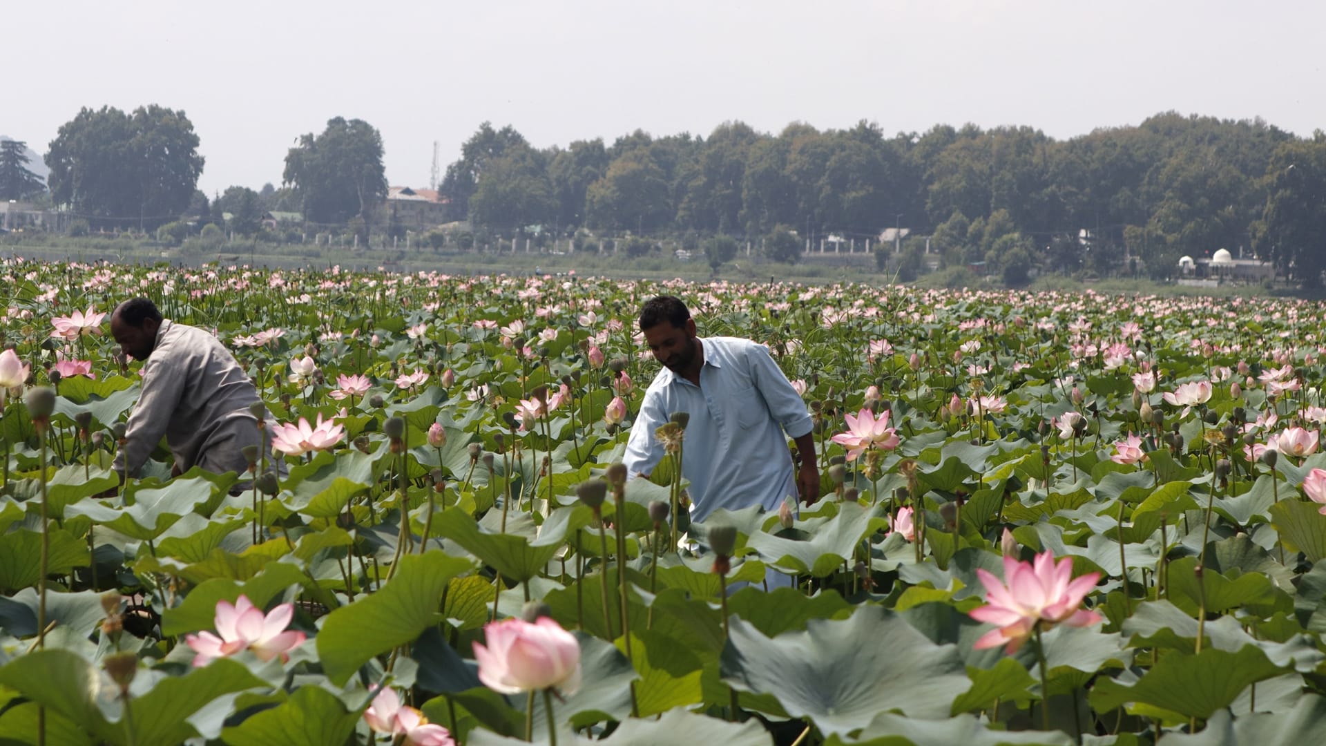 Lotus flowers bloom in floating lotus garden in Dal lake Srinagar