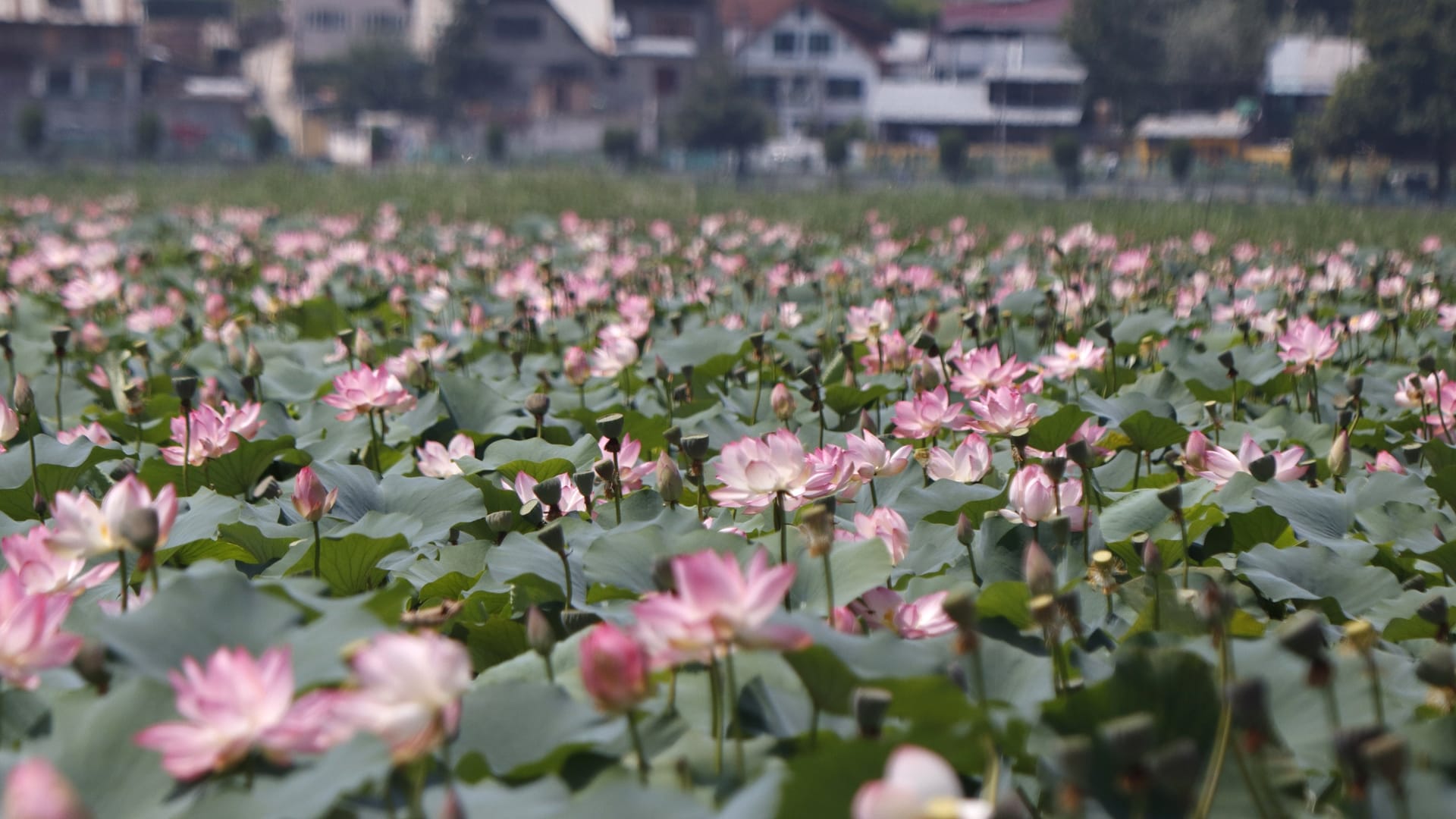 Lotus flowers bloom in floating lotus garden in Dal lake Srinagar