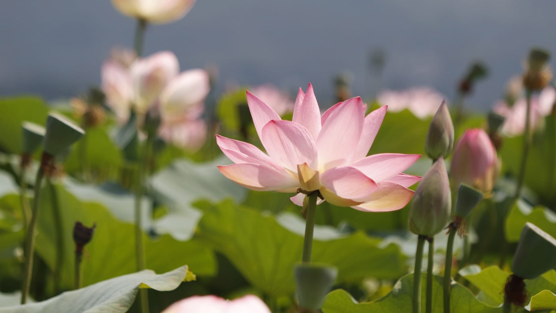 Gardening Tips To Grow Lotus Plant At Home easily in Hindi