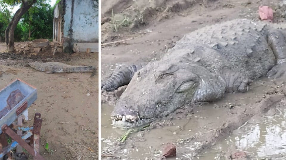 Morena: 15 feet long crocodile came out of the house after the flood waters