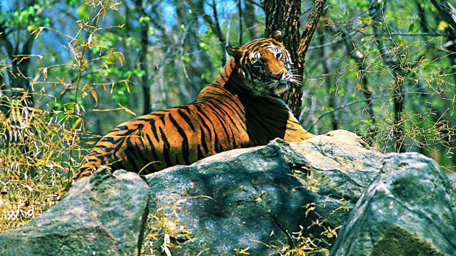 Good News! Get ready for the sighting of tigers, National Park will open from October 1, online booking starte