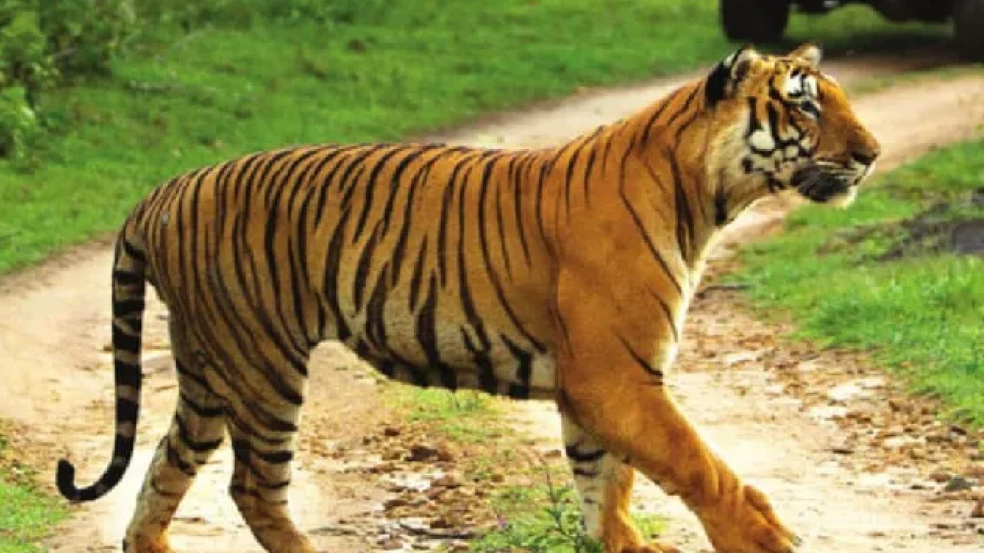 Good News! Get ready for the sighting of tigers, National Park will open from October 1, online booking starte