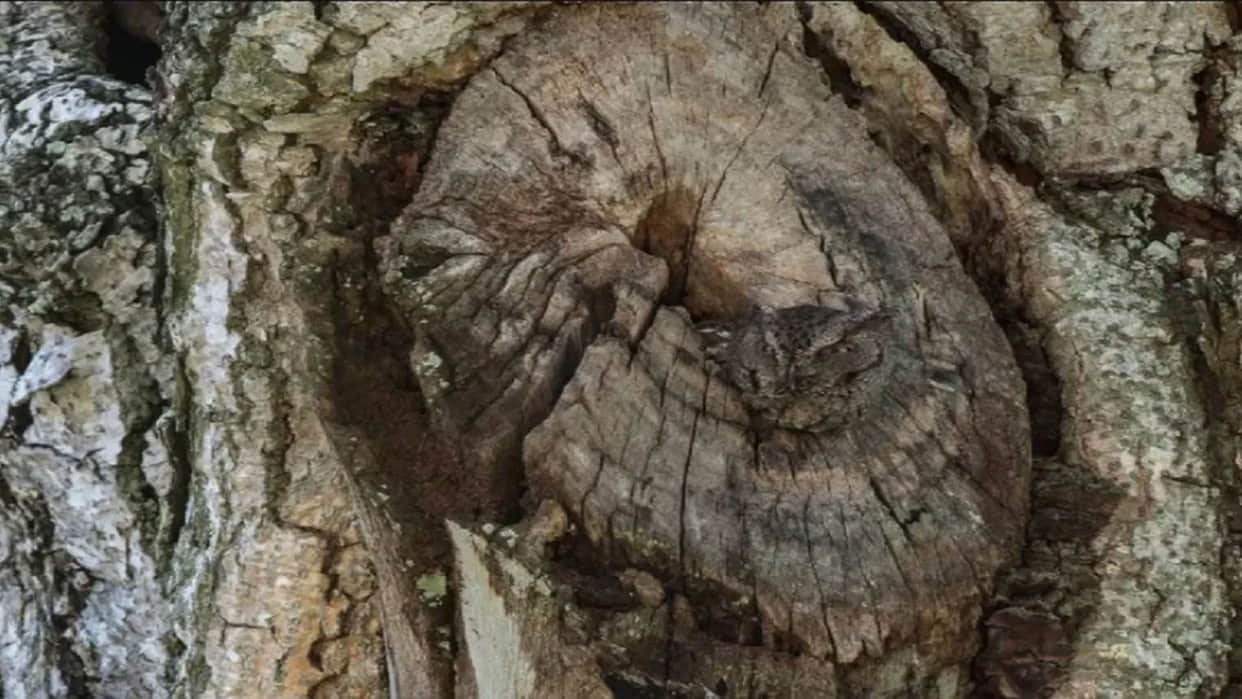 Optical Illusion Pictures With Hidden Images Find Out Owl from Viral Photo Check Brain IQ