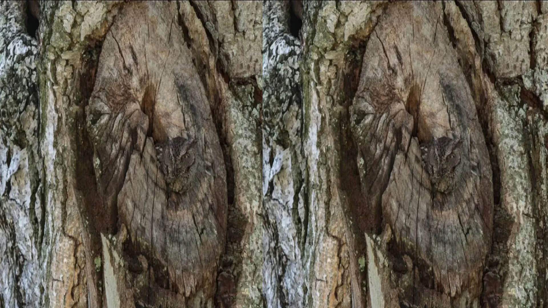 Optical Illusion Pictures With Hidden Images Find Out Owl from Viral Photo Check Brain IQ