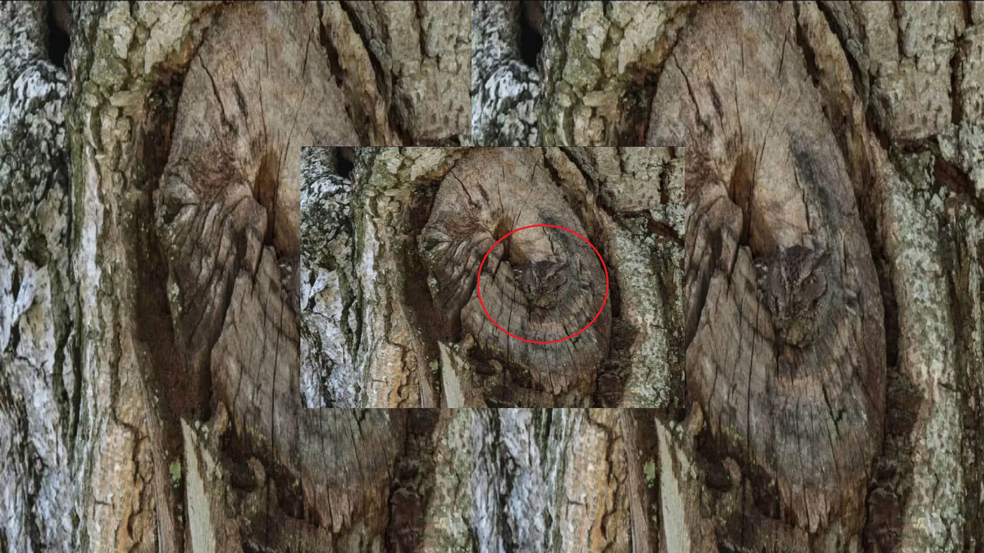 Optical Illusion Pictures With Hidden Images Find Out Owl from Viral Photo Check Brain IQ