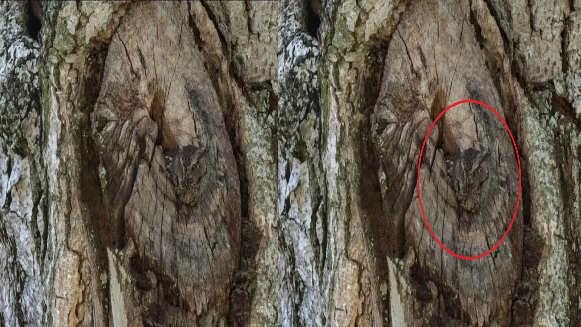 Optical Illusion Pictures With Hidden Images Find Out Owl from Viral Photo Check Brain IQ