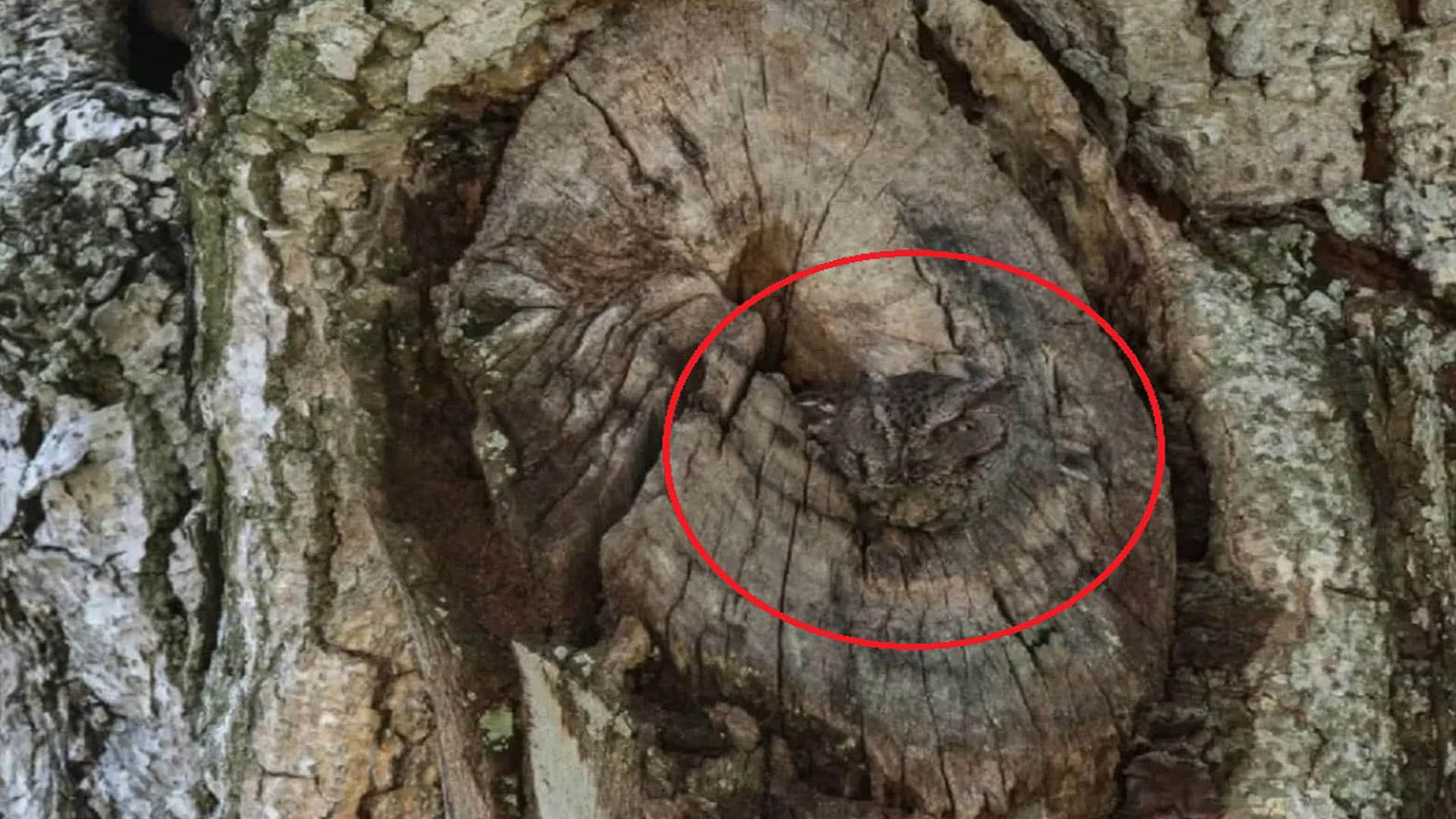 Optical Illusion Pictures With Hidden Images Find Out Owl from Viral Photo Check Brain IQ