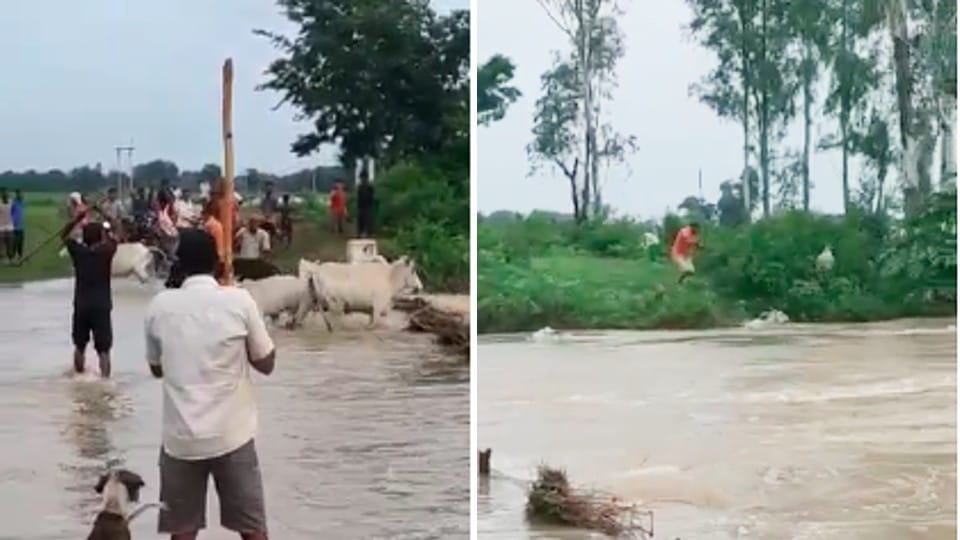 Madhya Pradesh: Cows thrashed in Satna and forced to jump into a raging river