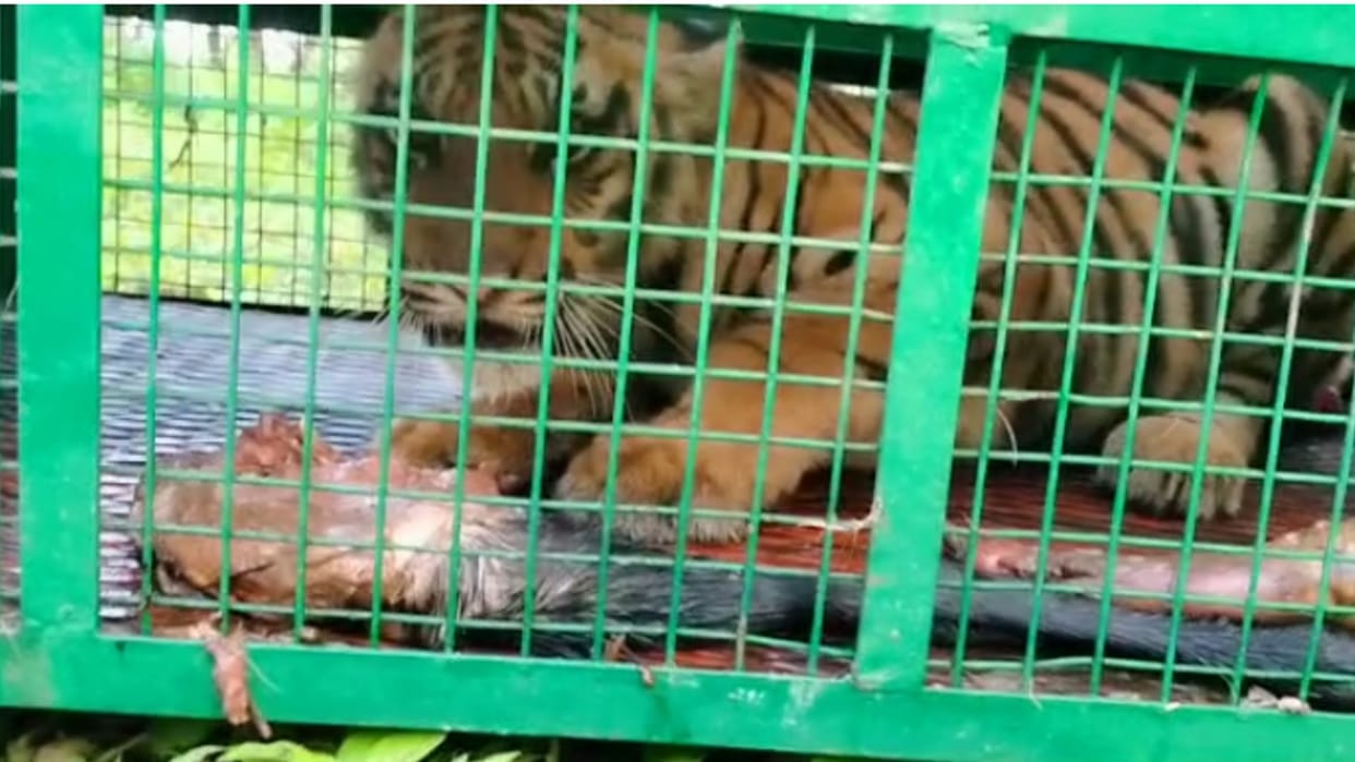 The tigress, looking for the cub in Chhindwara, hunted the cow, few days ago the child had fallen in the well