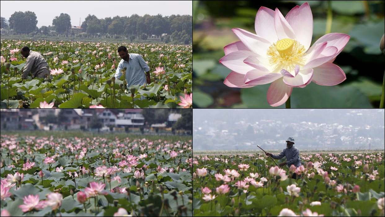 Lotus flowers bloom in floating lotus garden in Dal lake Srinagar