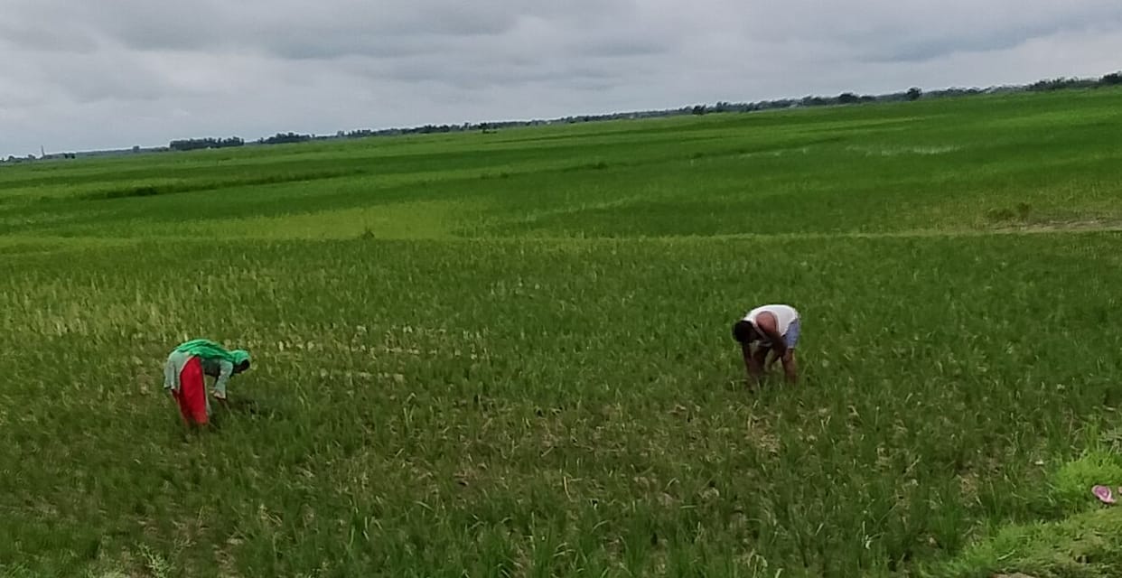 rain fall saved paddy crop