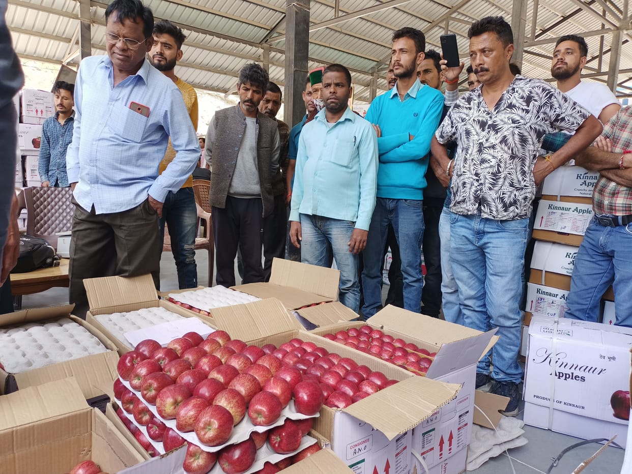 30 apple boxes production expection in kinnaur in thise year