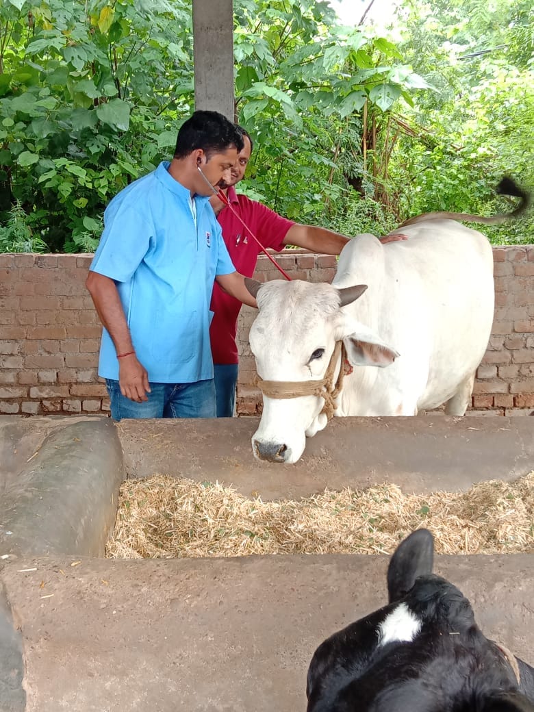 187 new cases of lumpi infection, 14 animals died