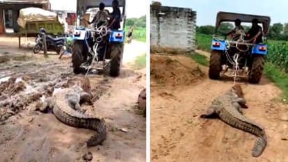 Morena: 15 feet long crocodile came out of the house after the flood waters