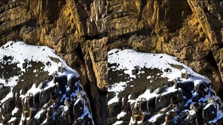 Optical Illusion:इस तस्वीर में छिपा है तेंदुआ, 30 सेकेंड में ढूंढकर