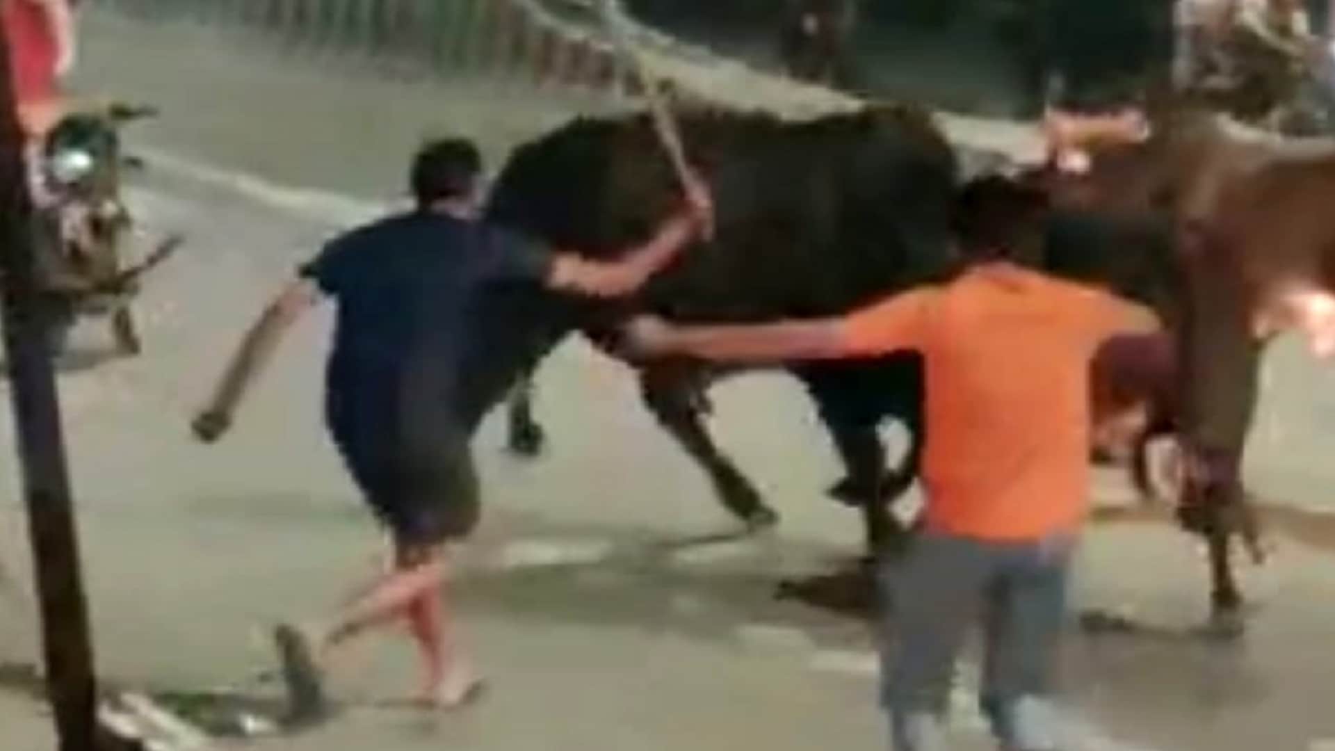 Stray animals Terror, killed a farmer in Muzaffarnagar, Bulls clashed on the highway in Baghpat