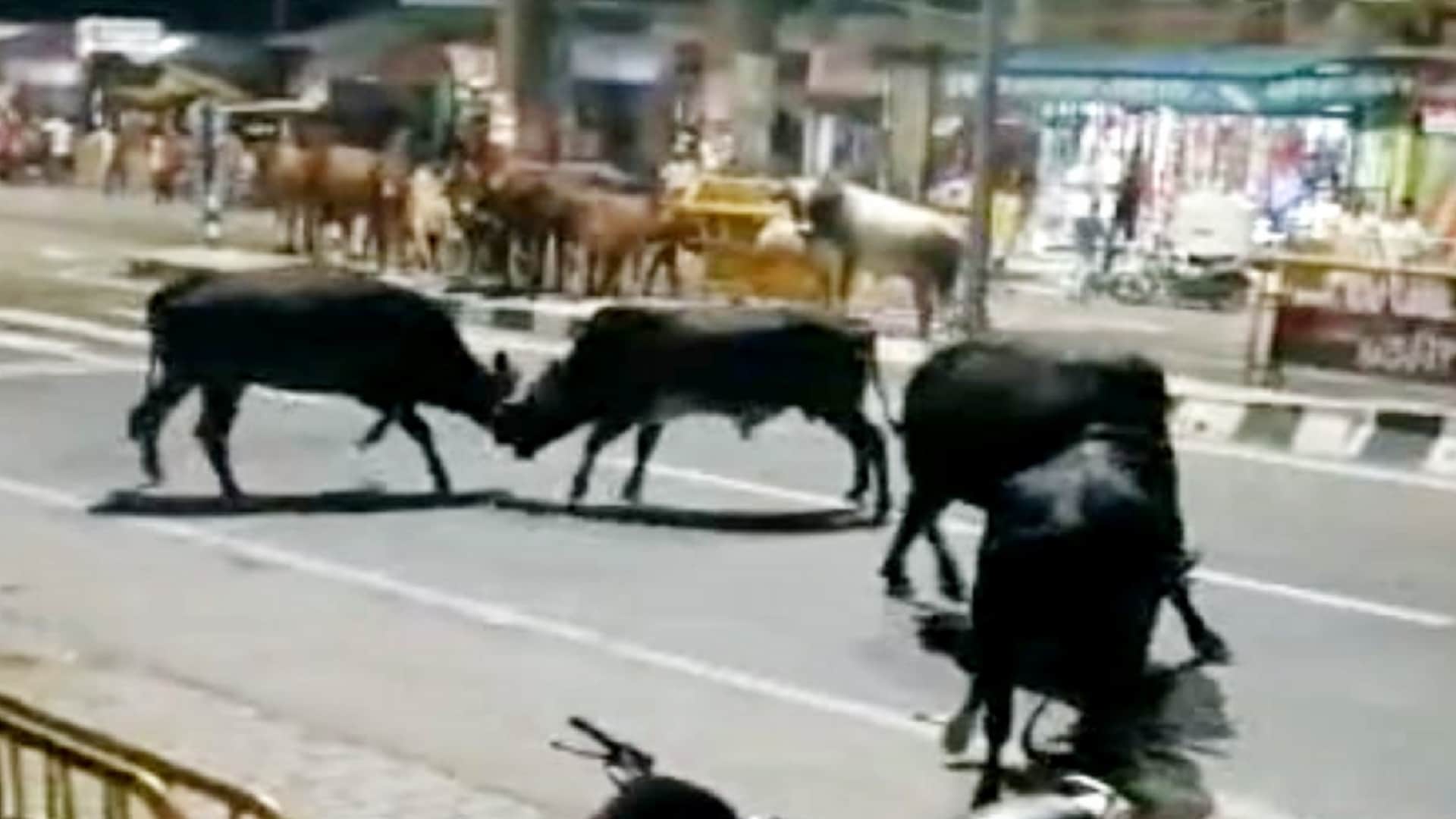 Stray animals Terror, killed a farmer in Muzaffarnagar, Bulls clashed on the highway in Baghpat