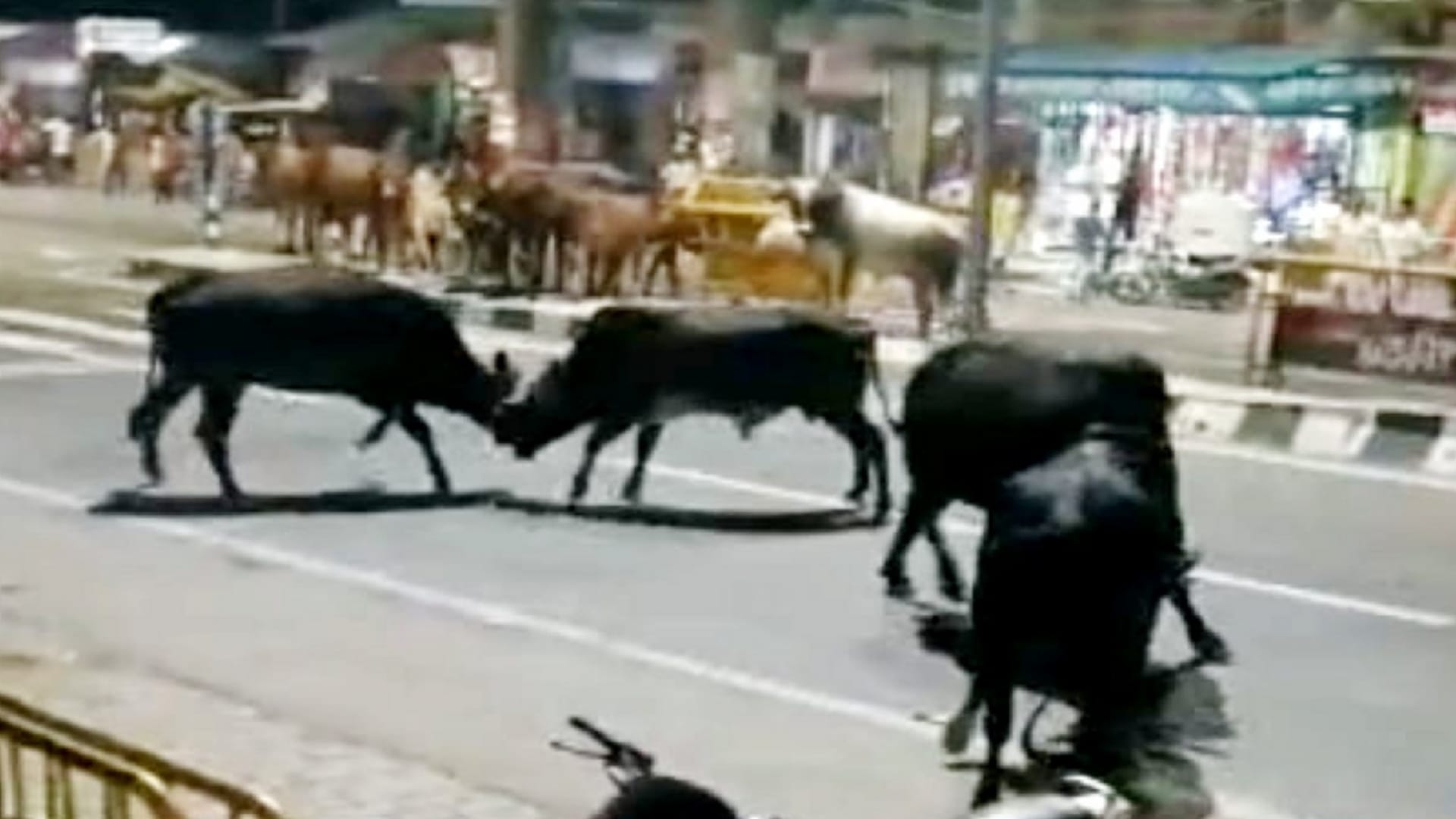 Stray animals Terror, killed a farmer in Muzaffarnagar, Bulls clashed on the highway in Baghpat