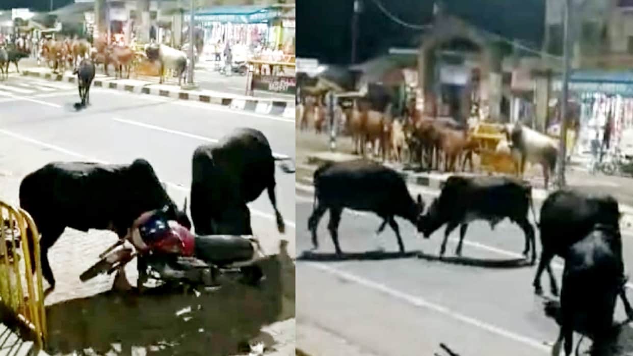 Stray animals Terror, killed a farmer in Muzaffarnagar, Bulls clashed on the highway in Baghpat