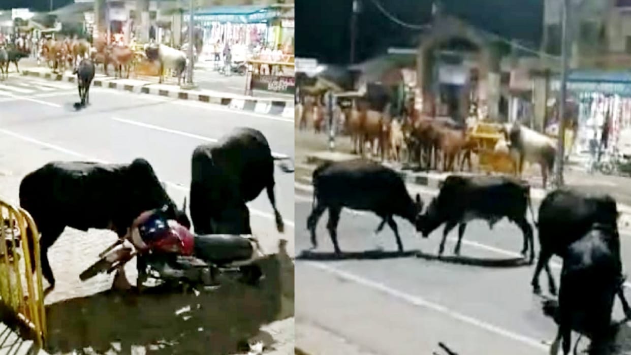 Stray animals Terror, killed a farmer in Muzaffarnagar, Bulls clashed on the highway in Baghpat