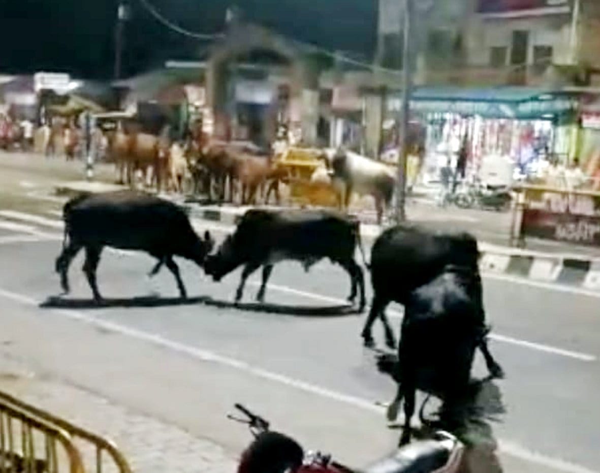 Bulls clashed on the highway, created a ruckus for hours