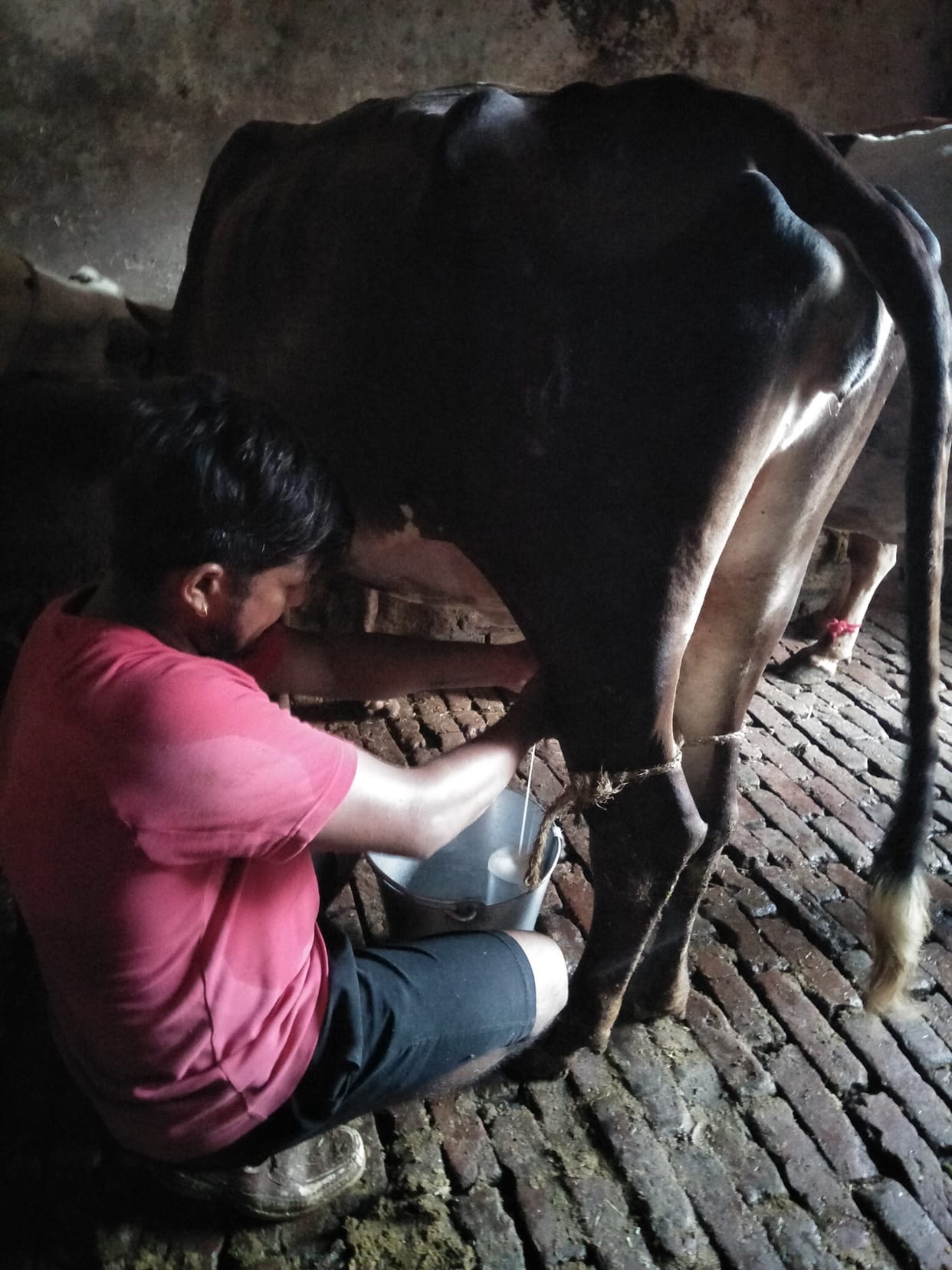 Five cows died of lumpi virus, Ambala