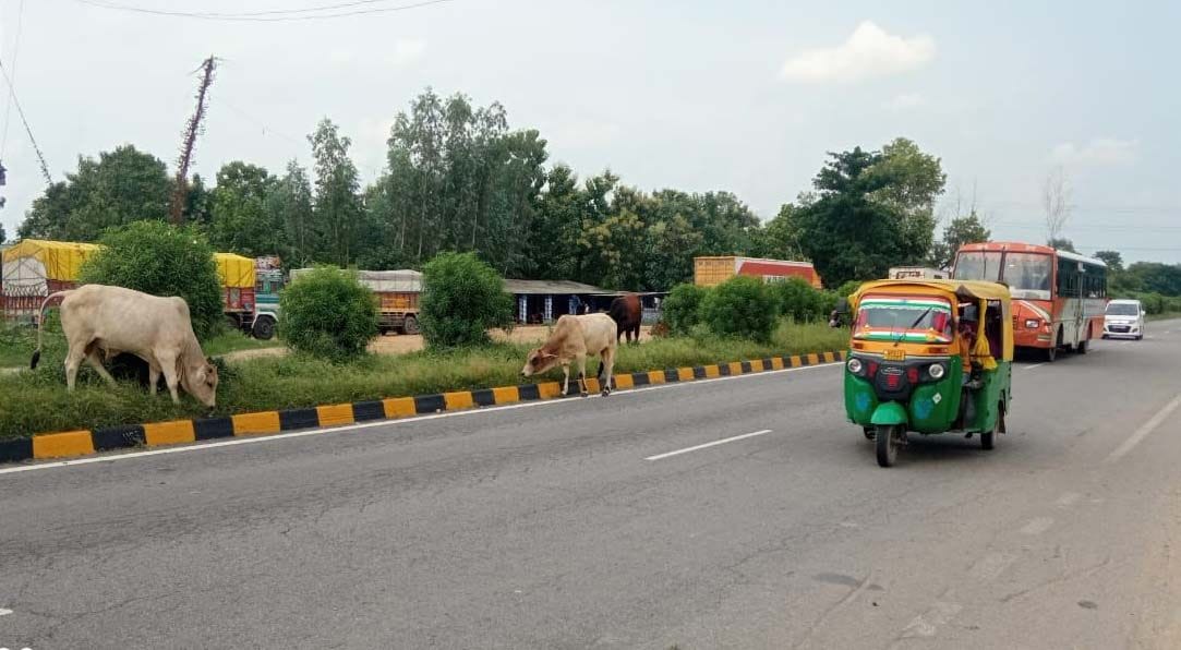 Cattle walking on the highway as a call