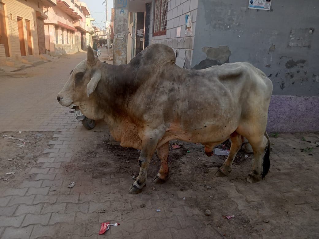 Lumpy skin disease virus: Number of infected cattle was 1775, 739 recovered
