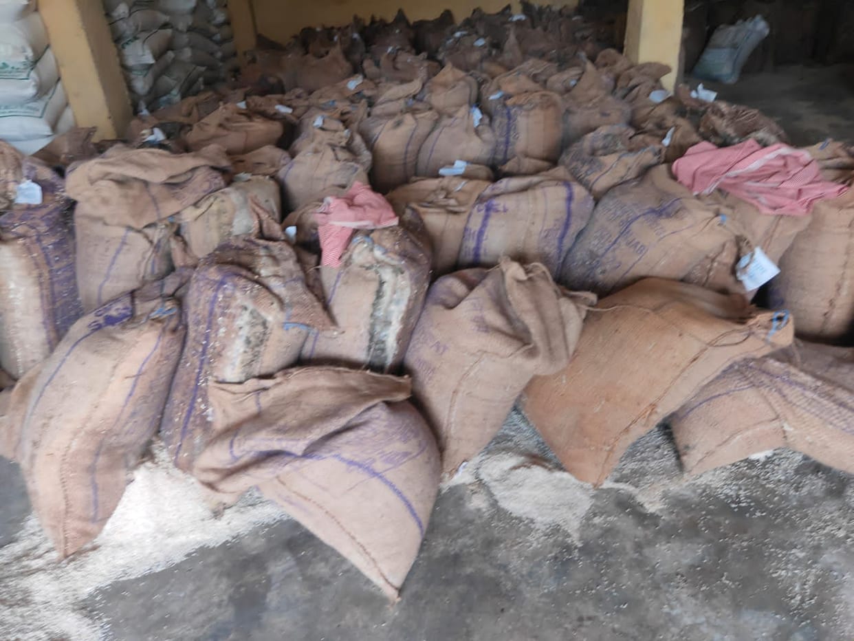 mandi news himachal news 95 quintals of government rice spoiled in Padhar godown