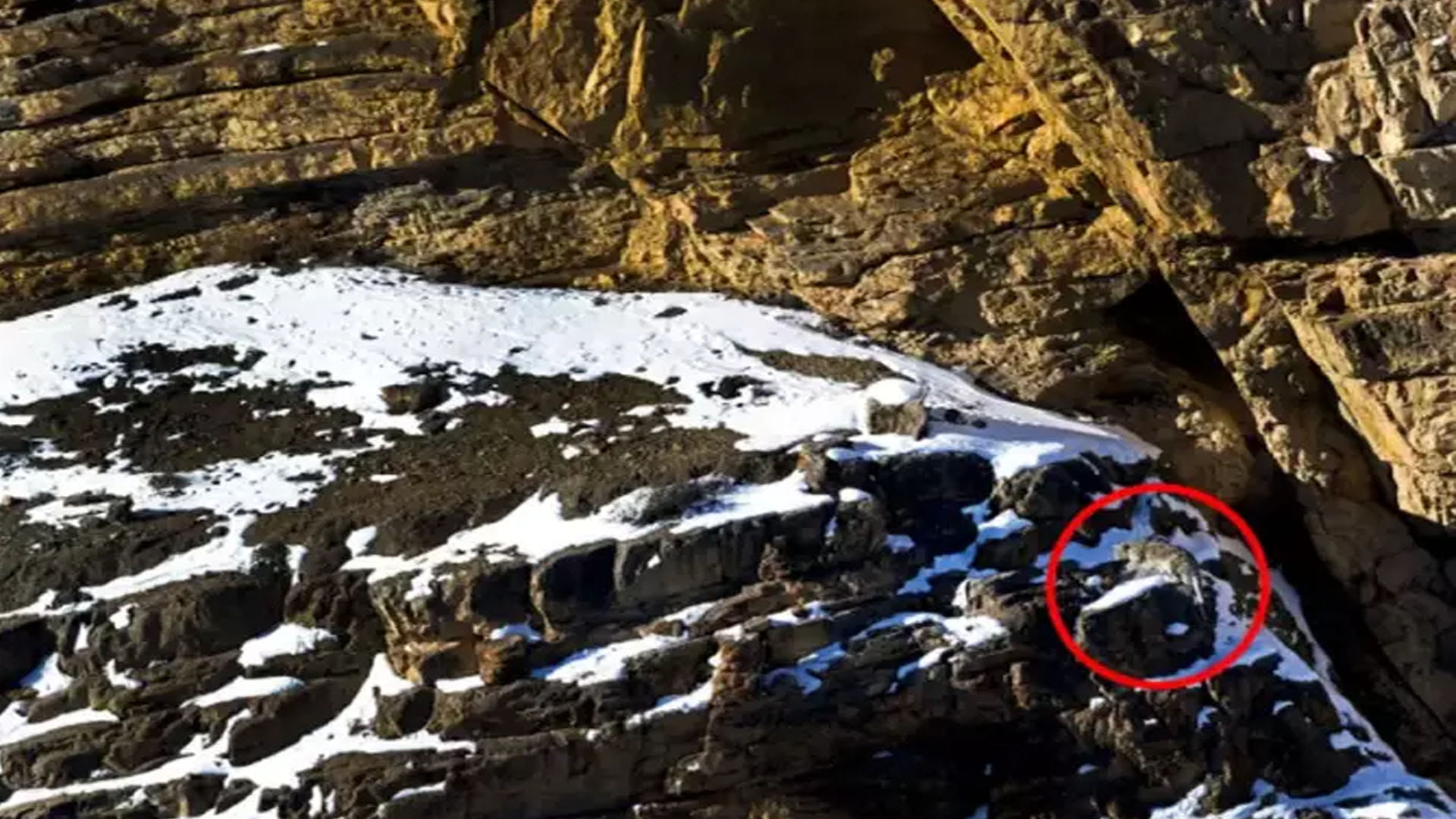 Optical Illusion:इस तस्वीर में छिपा है तेंदुआ, 30 सेकेंड में ढूंढकर