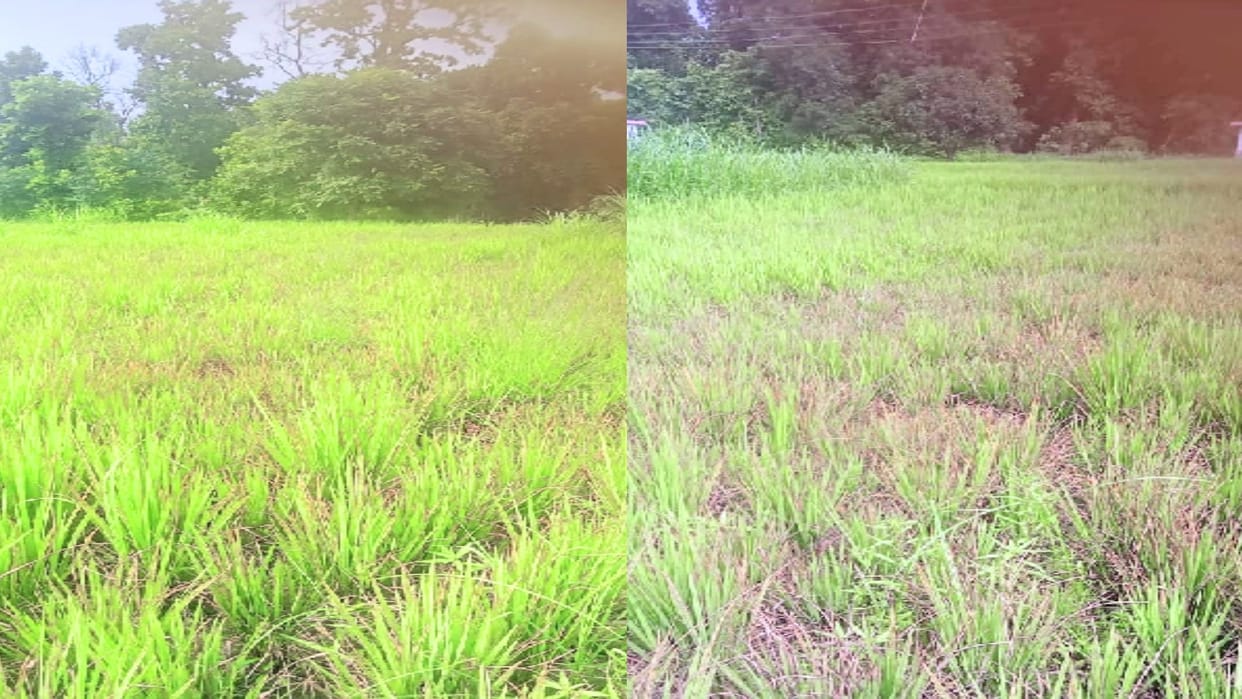 Paddy in the grip of virus in Sirmaur, the crop turned yellow