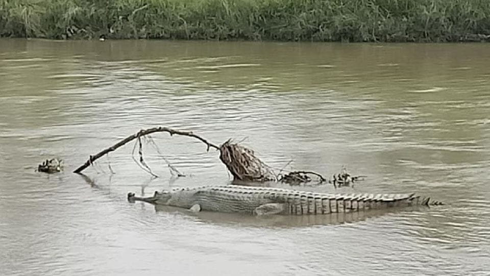 Little Alligators returns in Chambal river after flood