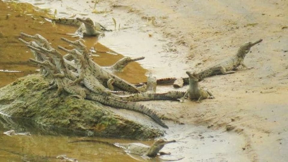 Little Alligators returns in Chambal river after flood